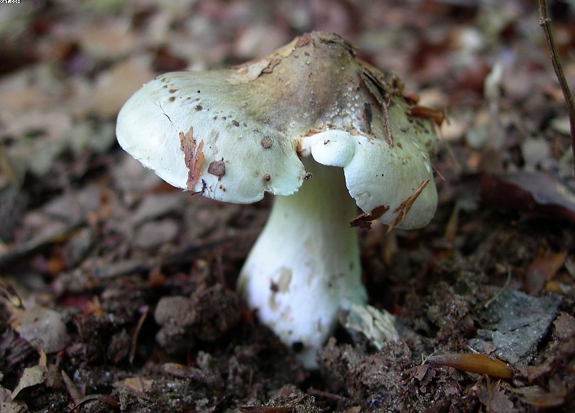 FUNGHI MISTERIOSI